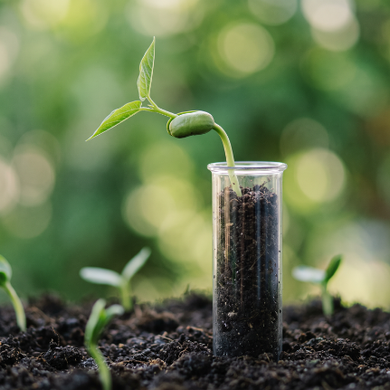 Seedling